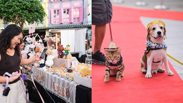 furkids fiesta furkids fiesta