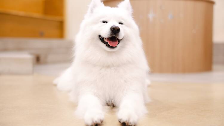 Samoyed Cafe Moffu