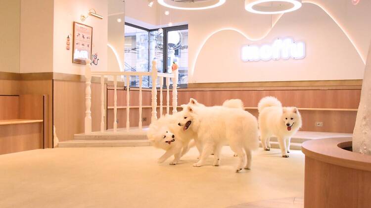 Samoyed Cafe Moffu