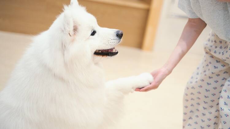 Samoyed Cafe Moffu