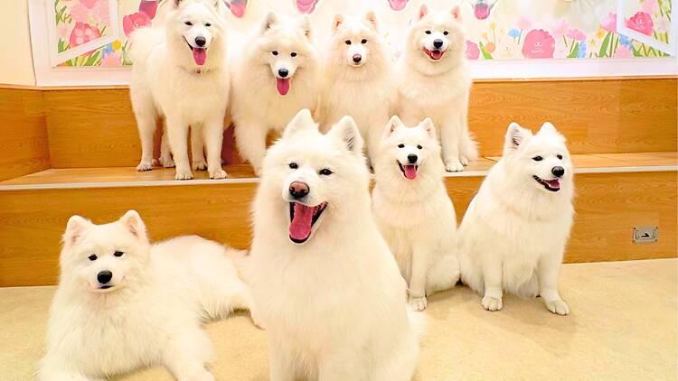 Samoyed Cafe Moffu