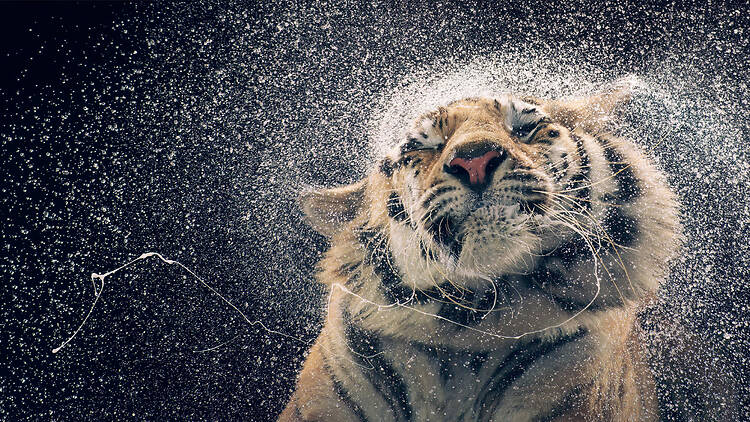 Tim Flach