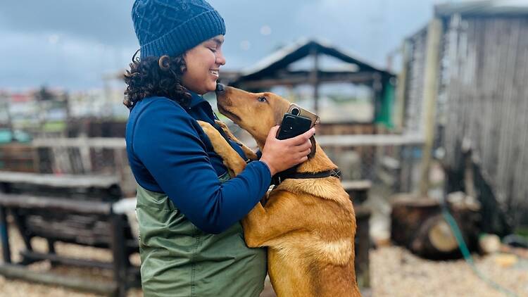 Dog being helped by Animal Welfare Society of South Africa