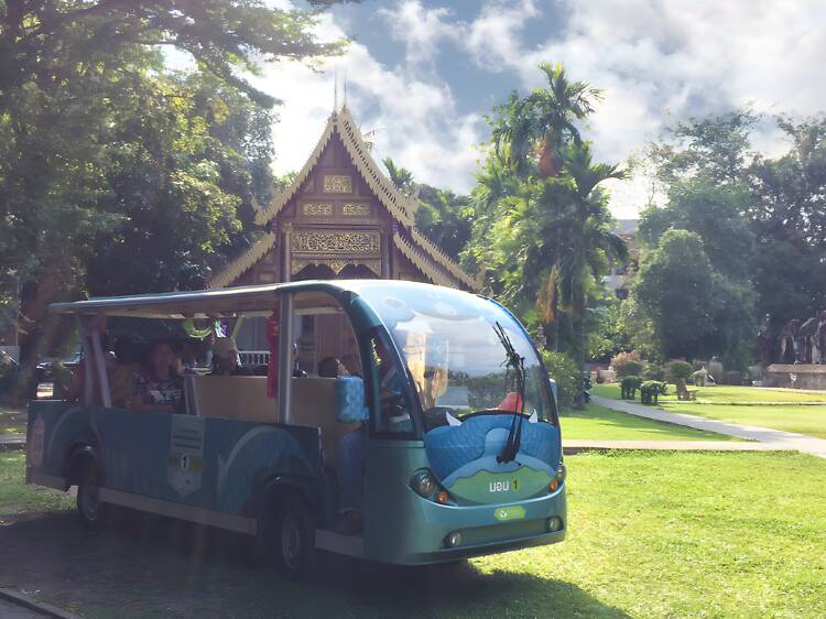 Your free tram ride to the Inthakin Festival starts this week