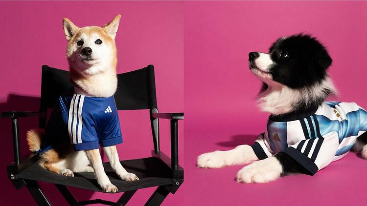 adidas singapore pet collection adidas singapore pet collection