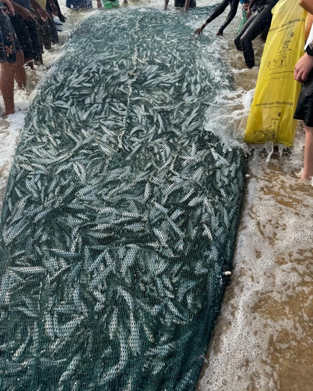 The Greatest Shoal on Earth/ Sardine Run