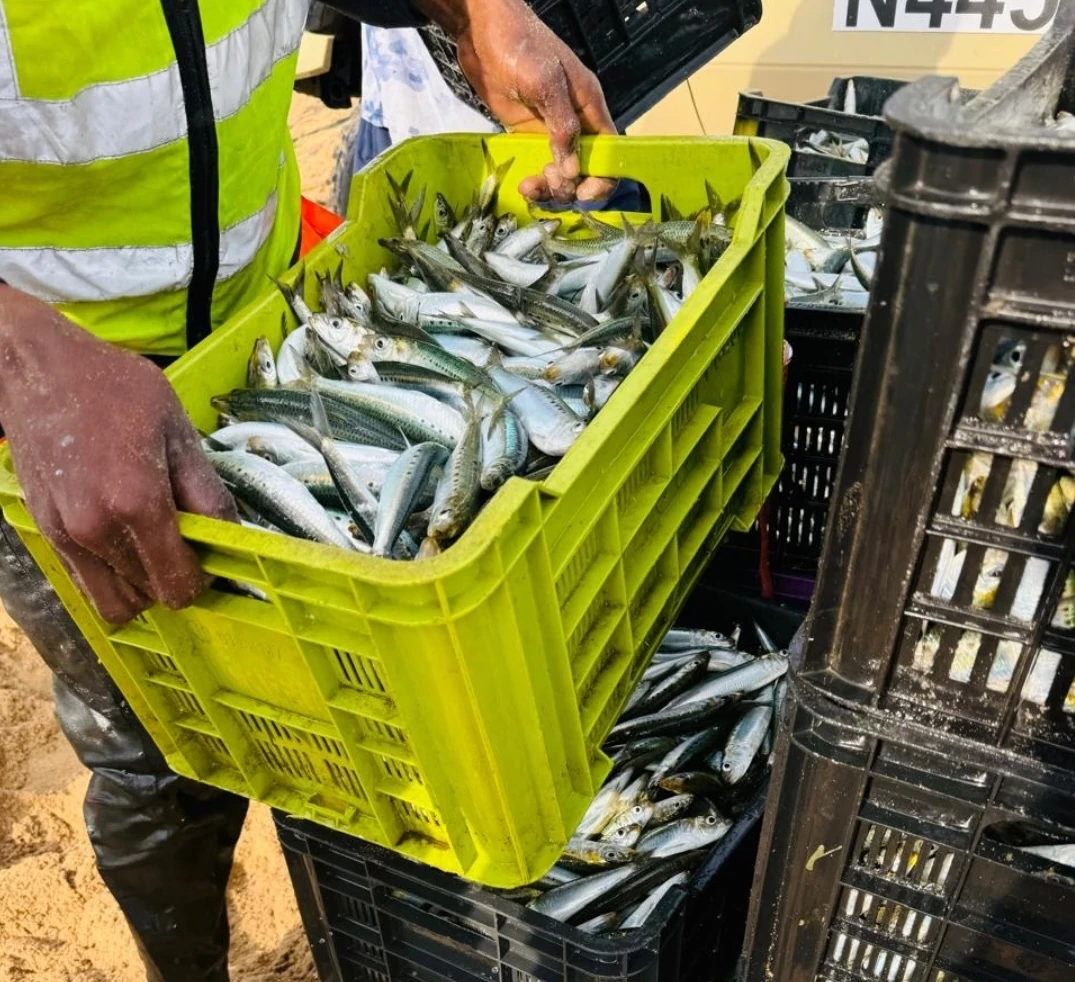 The Greatest Shoal on Earth/Sardine Run