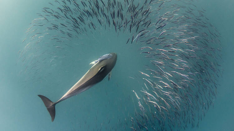Sardine Run
