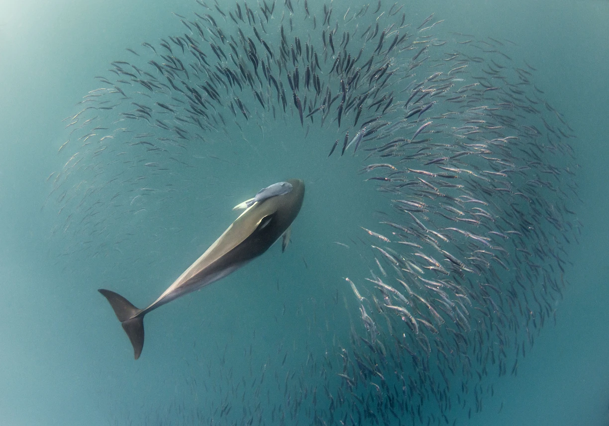 Sardine Run