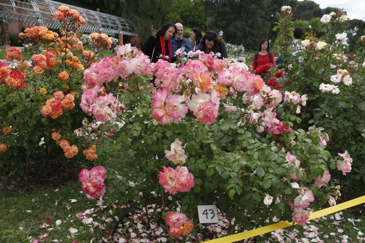 Concurso Rosas Nuevas. Ayuntamiento de Madrid