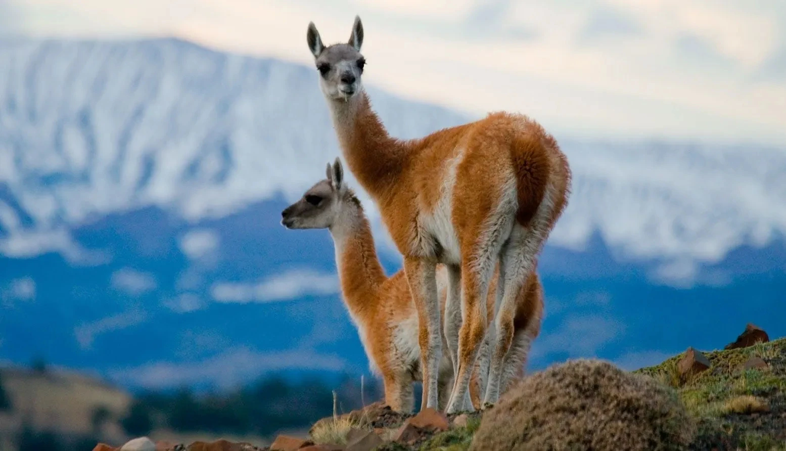 guanacos-mendoza