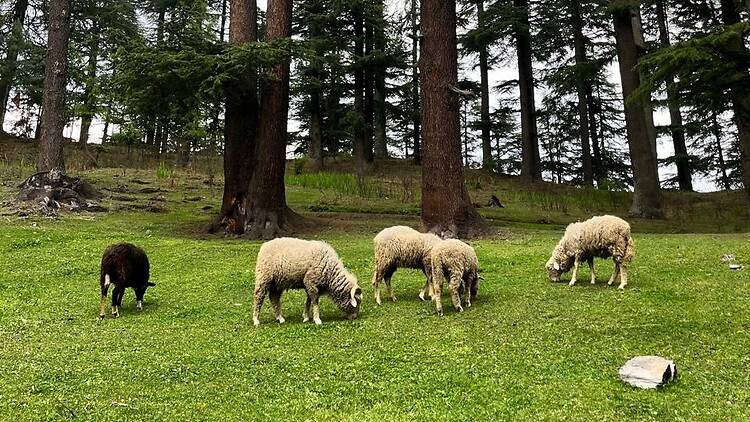 Jibhi, Himachal Pradesh