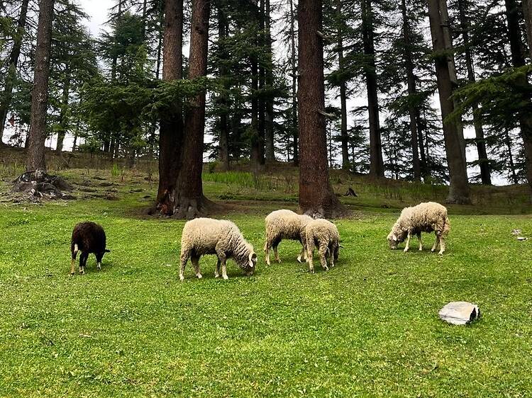 Jibhi, Himachal Pradesh
