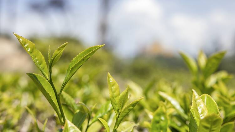 Chá-da-Índia (Camellia sinensis)