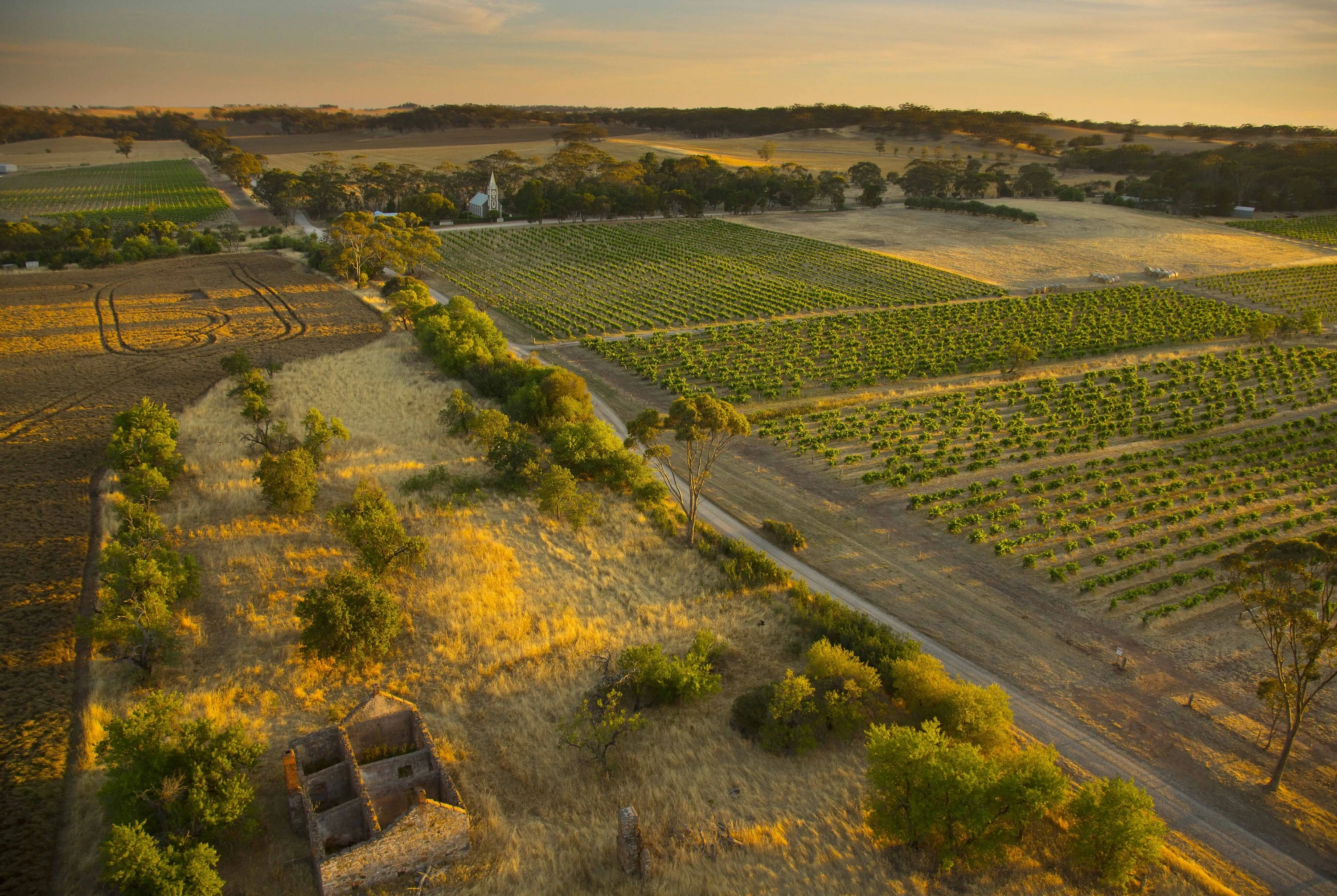 Aerial of vineyard
