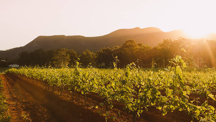 Tyrrell's Wines, Hunter Valley, NSW Tyrrell's Wines, Hunter Valley, NSW