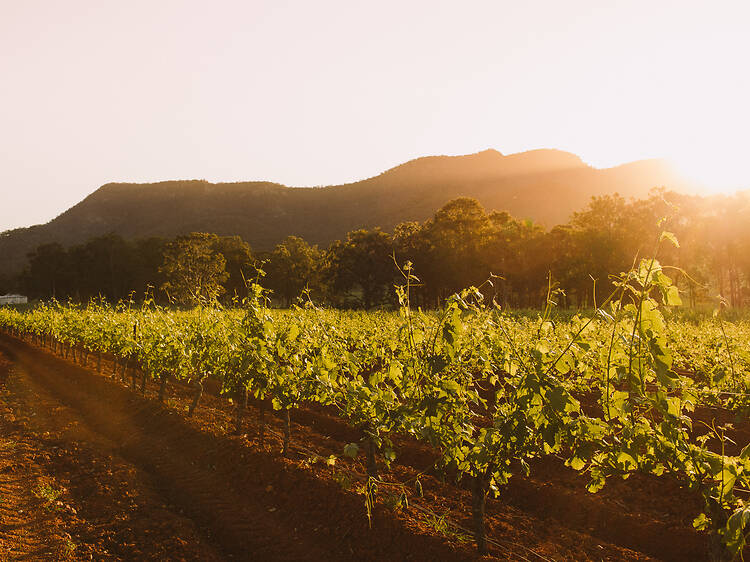 Tyrrell's Wines, Hunter Valley, NSW Tyrrell's Wines, Hunter Valley, NSW