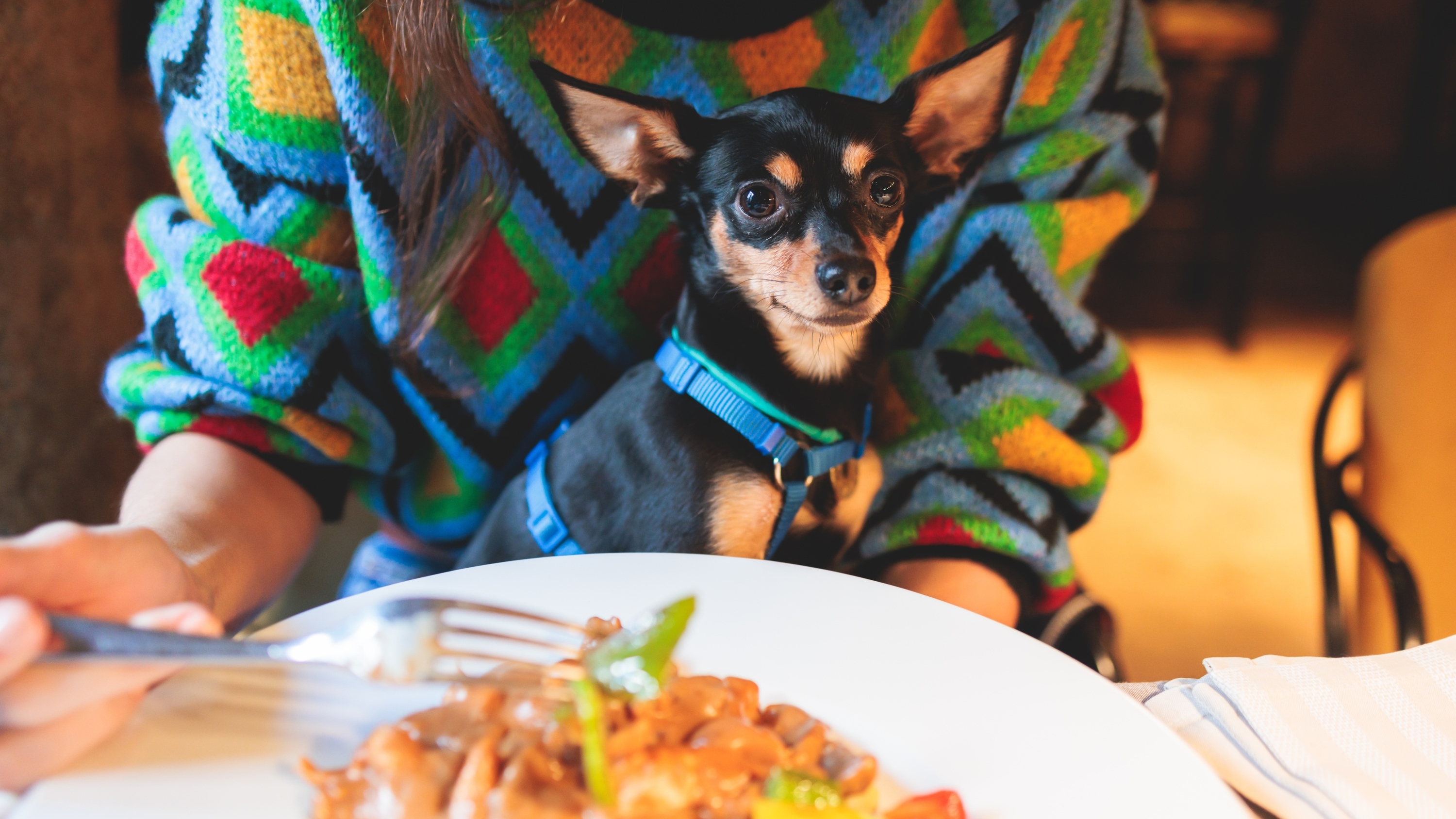 Hong Kong’s new dog-friendly restaurant scheme to officially begin in July