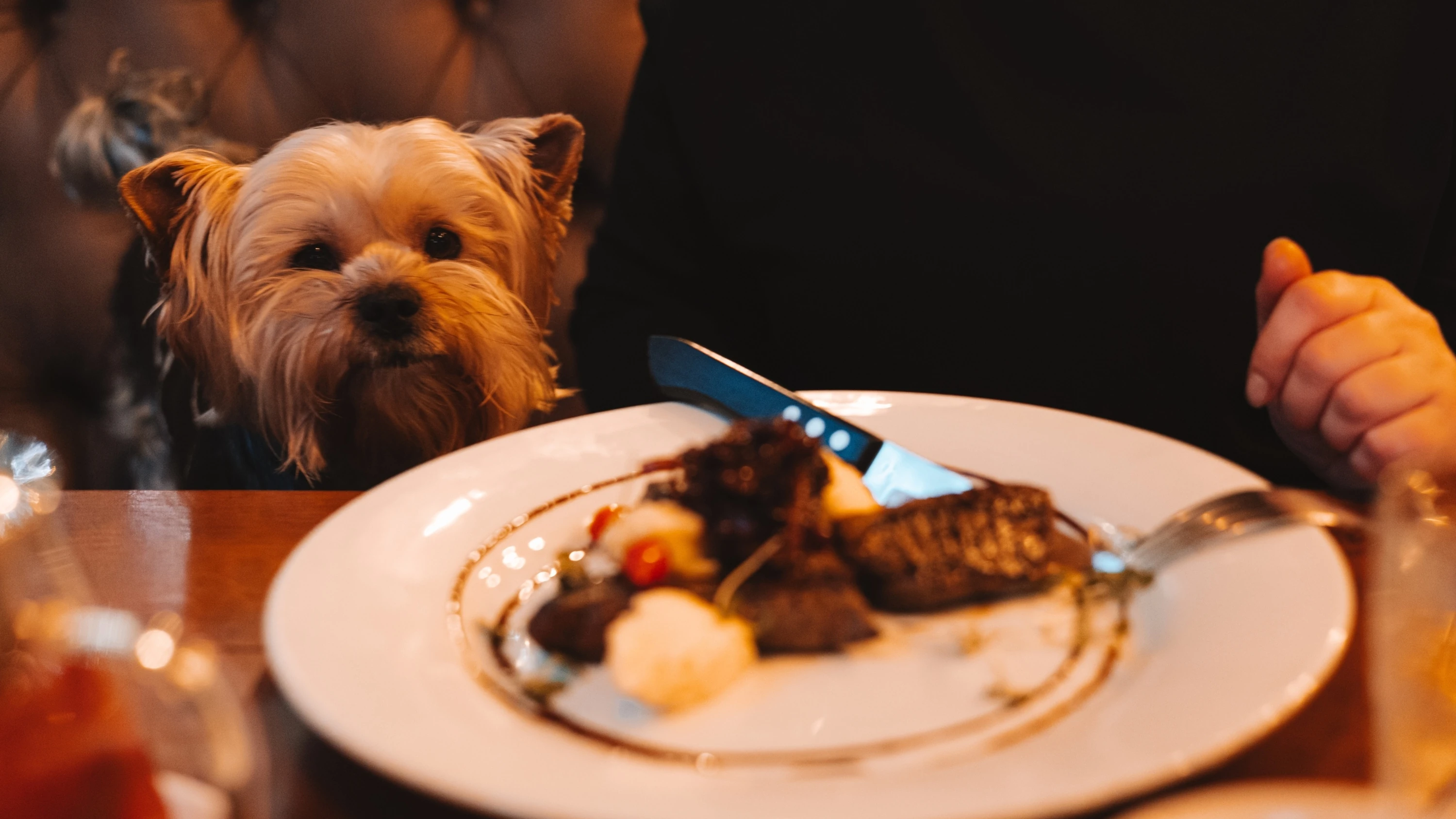 dog friendly restaurants