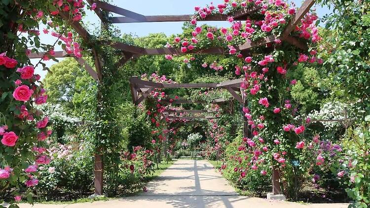 Nagai Botanical Garden Spring Roses