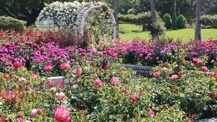 Nagai Botanical Garden Spring Roses
