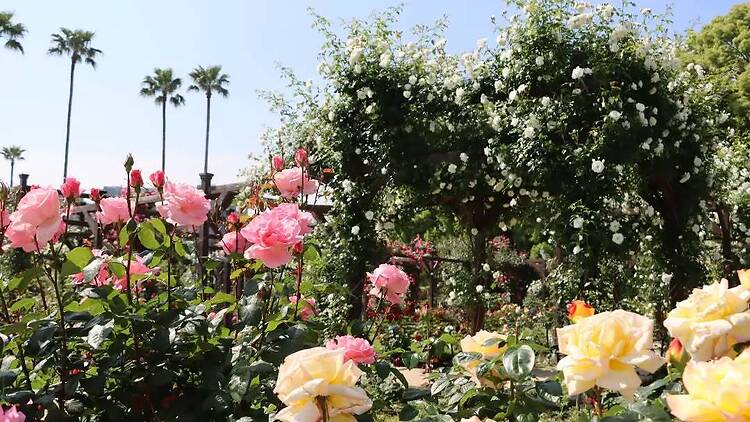 Nagai Botanical Garden Spring Roses