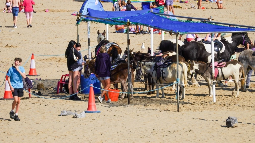Donkeys on the beach at Porthcawl, Wales