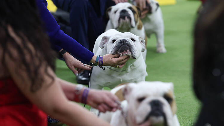 Dogs in a lineup at the Westminster Kennel Club Dog Show Dogs in a lineup at the Westminster Kennel Club Dog Show