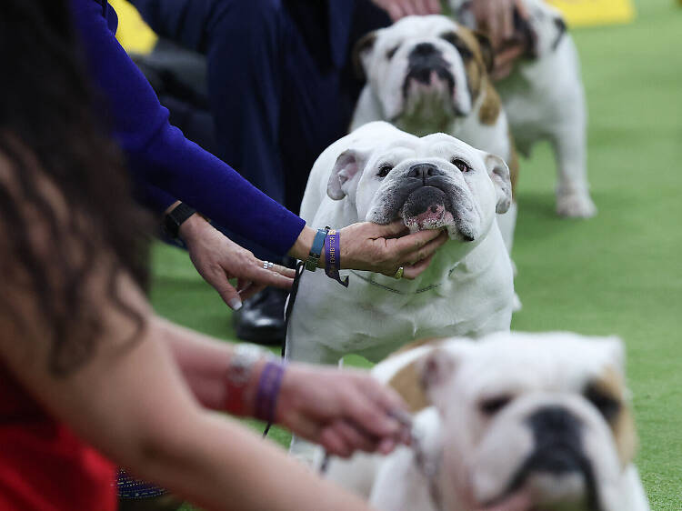 You can watch the Westminster Kennel Club Dog Show on Netflix next year