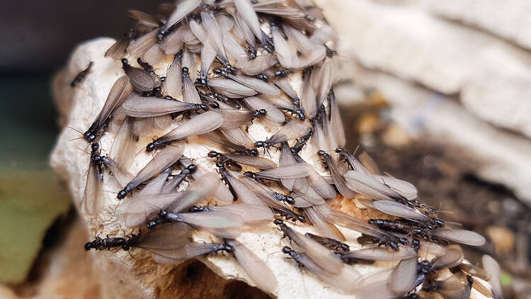 Flying ants