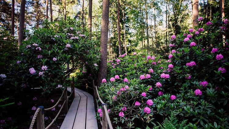 2.6. Day trip to Haaga Rhododendron Park 2.6. Day trip to Haaga Rhododendron Park
