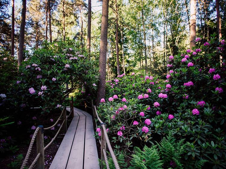 2.6. Day trip to Haaga Rhododendron Park 2.6. Day trip to Haaga Rhododendron Park