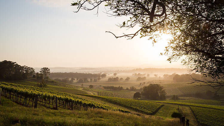 Hunter Valley The rolling misty hills of the Hunter Valley