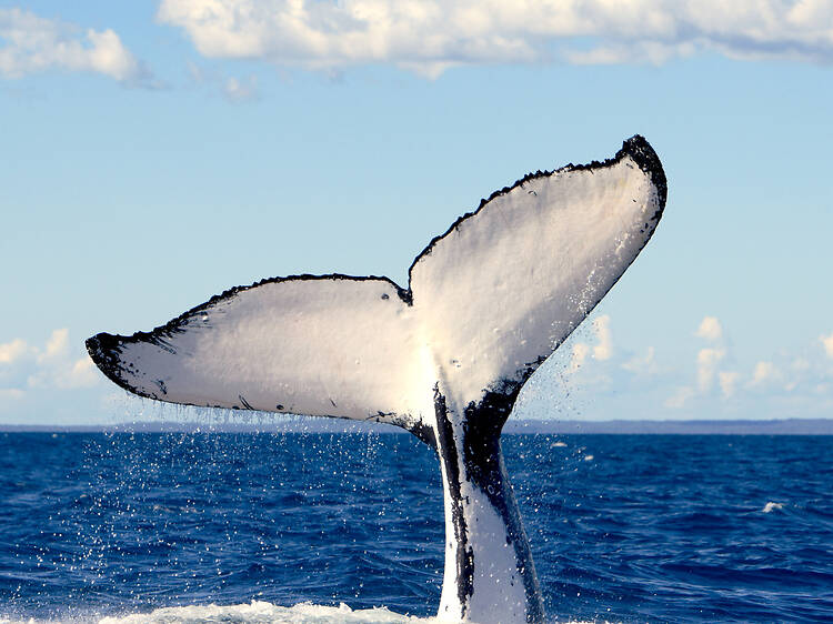 The 13 best whale watching spots in Australia The 13 best whale watching spots in Australia