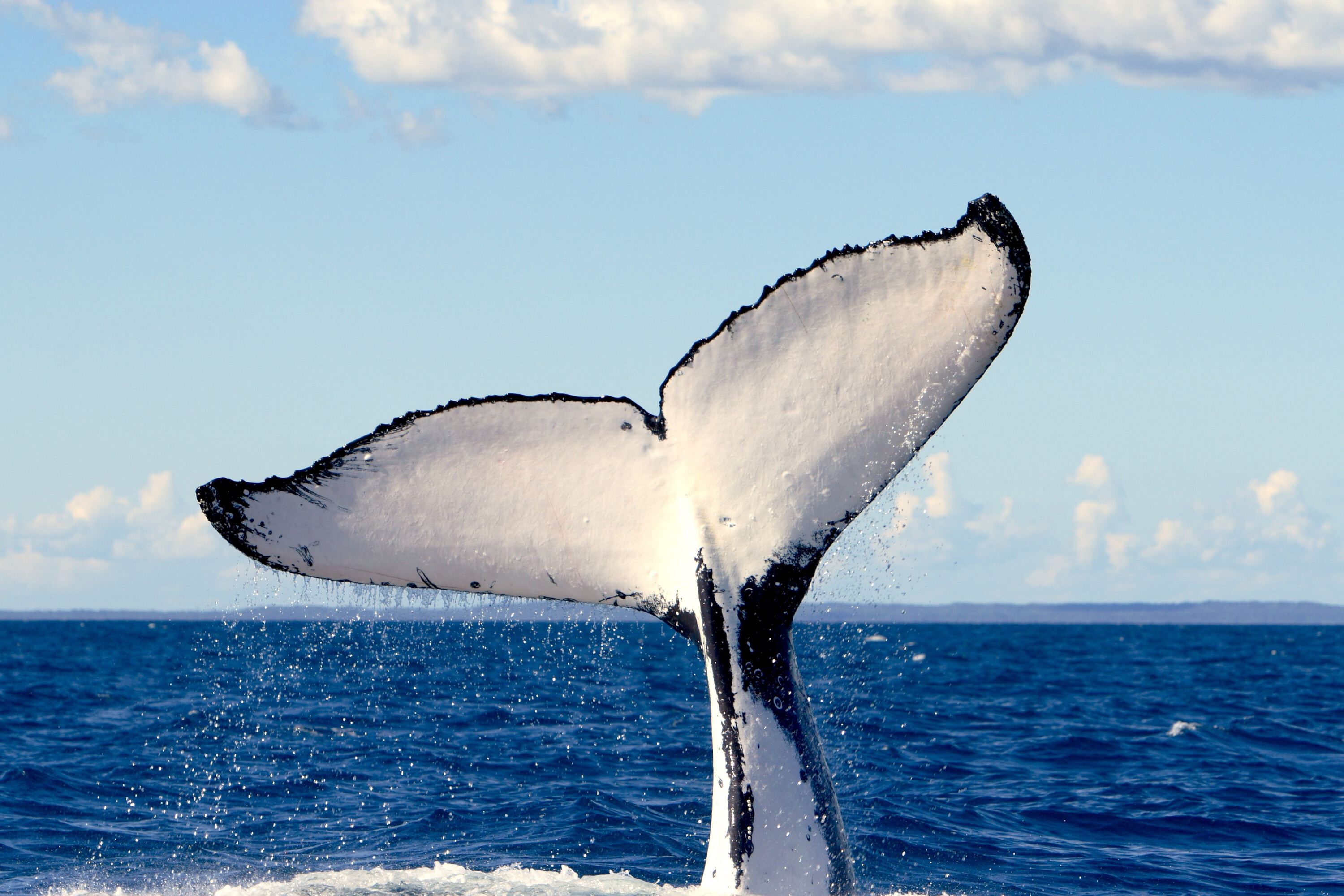 The 13 best whale watching spots in Australia