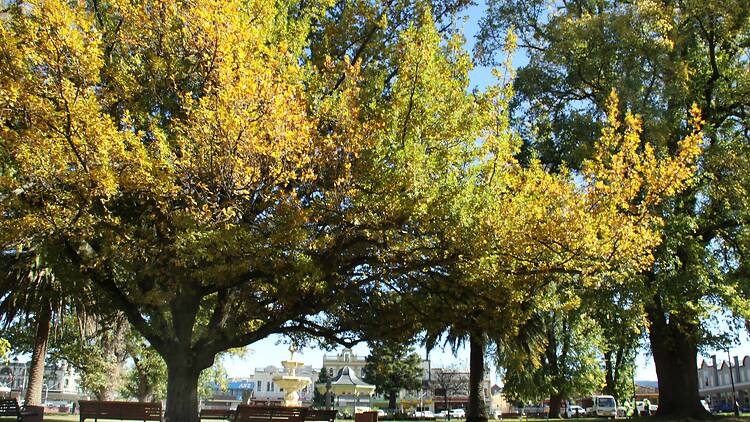 Belmore Park, Goulburn A photo of a park with big old trees