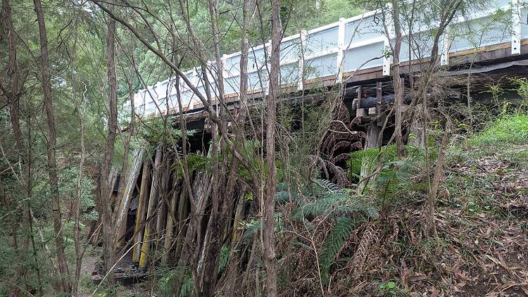A trestle bridge in thick forest.