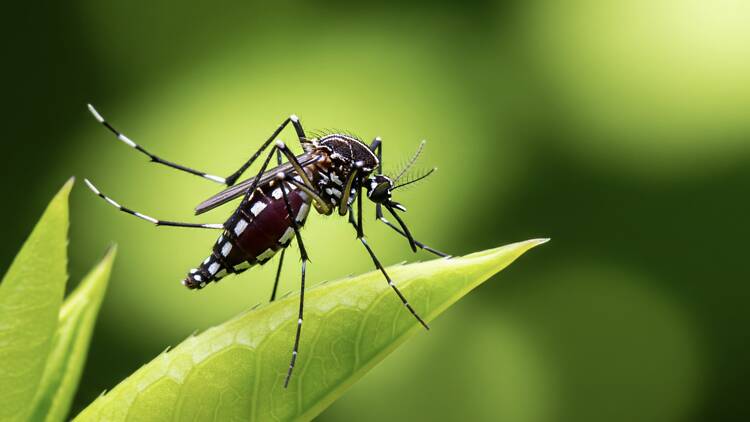 Mosquito Mosquito