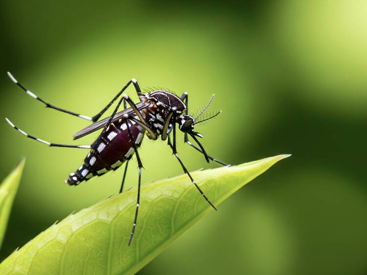 L.A. was just ranked the worst city in the US for mosquito-related issues
