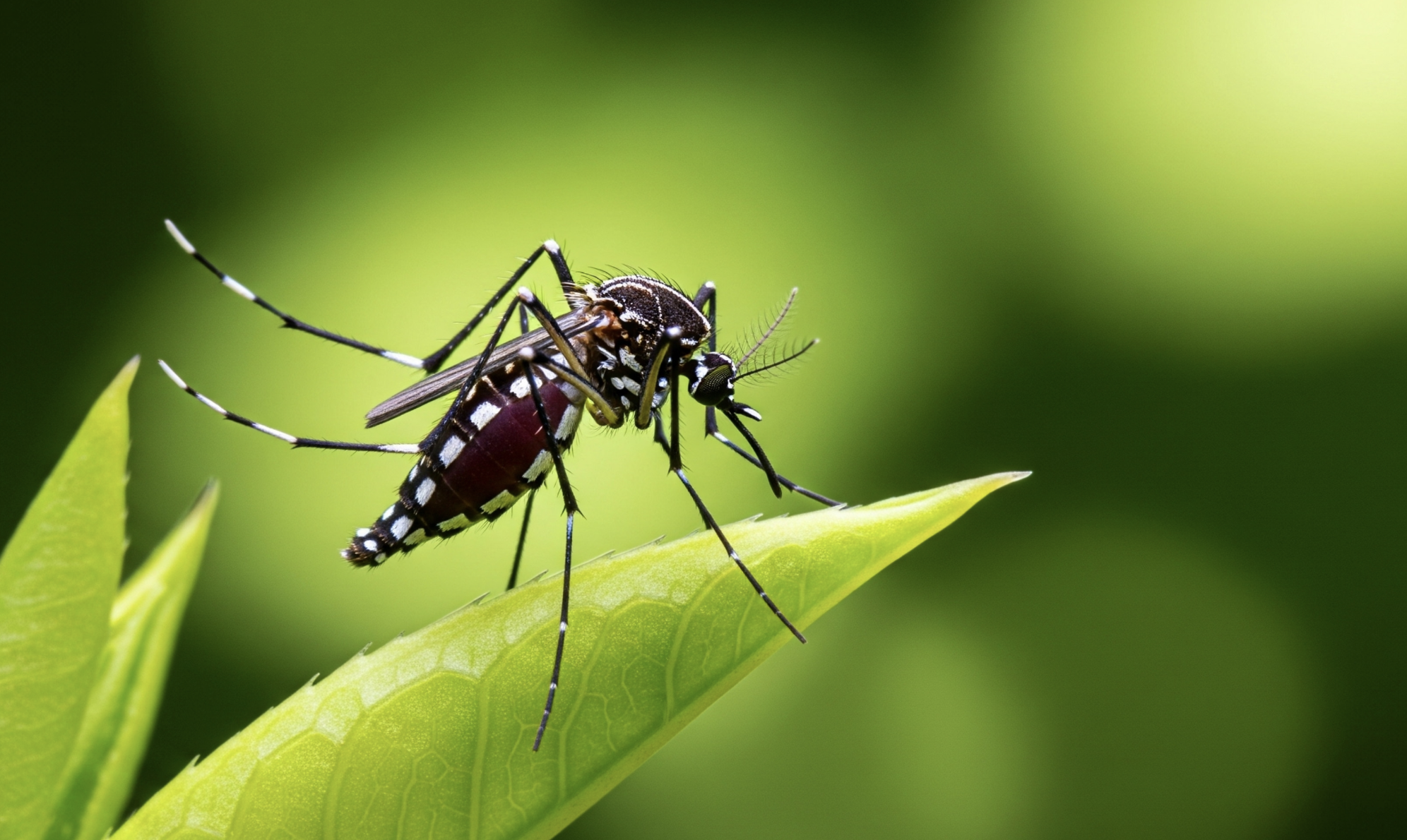 L.A. was just ranked the worst city in the US for mosquito-related issues