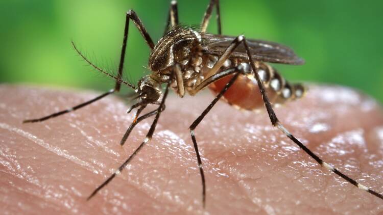 Mosquito Mosquito