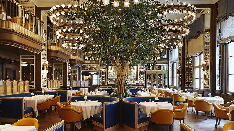 | A tree in the middle of a dining room 