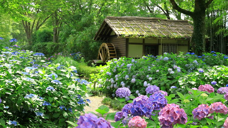 12 best places to see hydrangeas in and around Tokyo