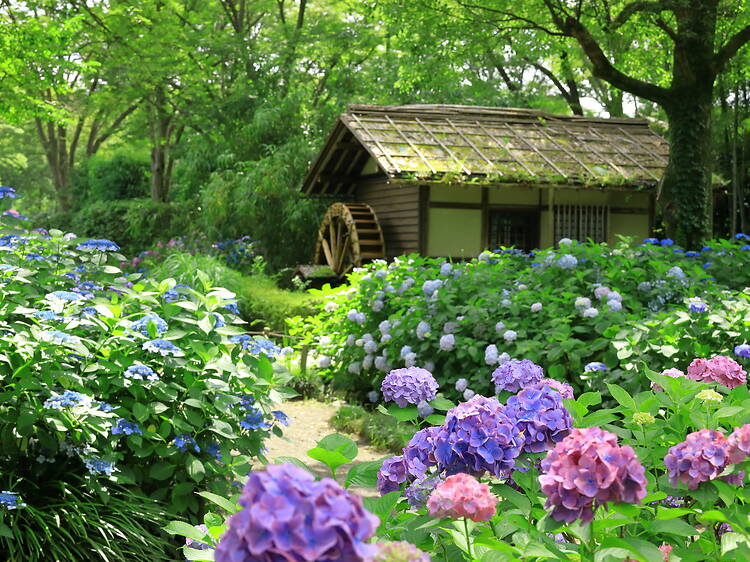 12 best places to see hydrangeas in and around Tokyo