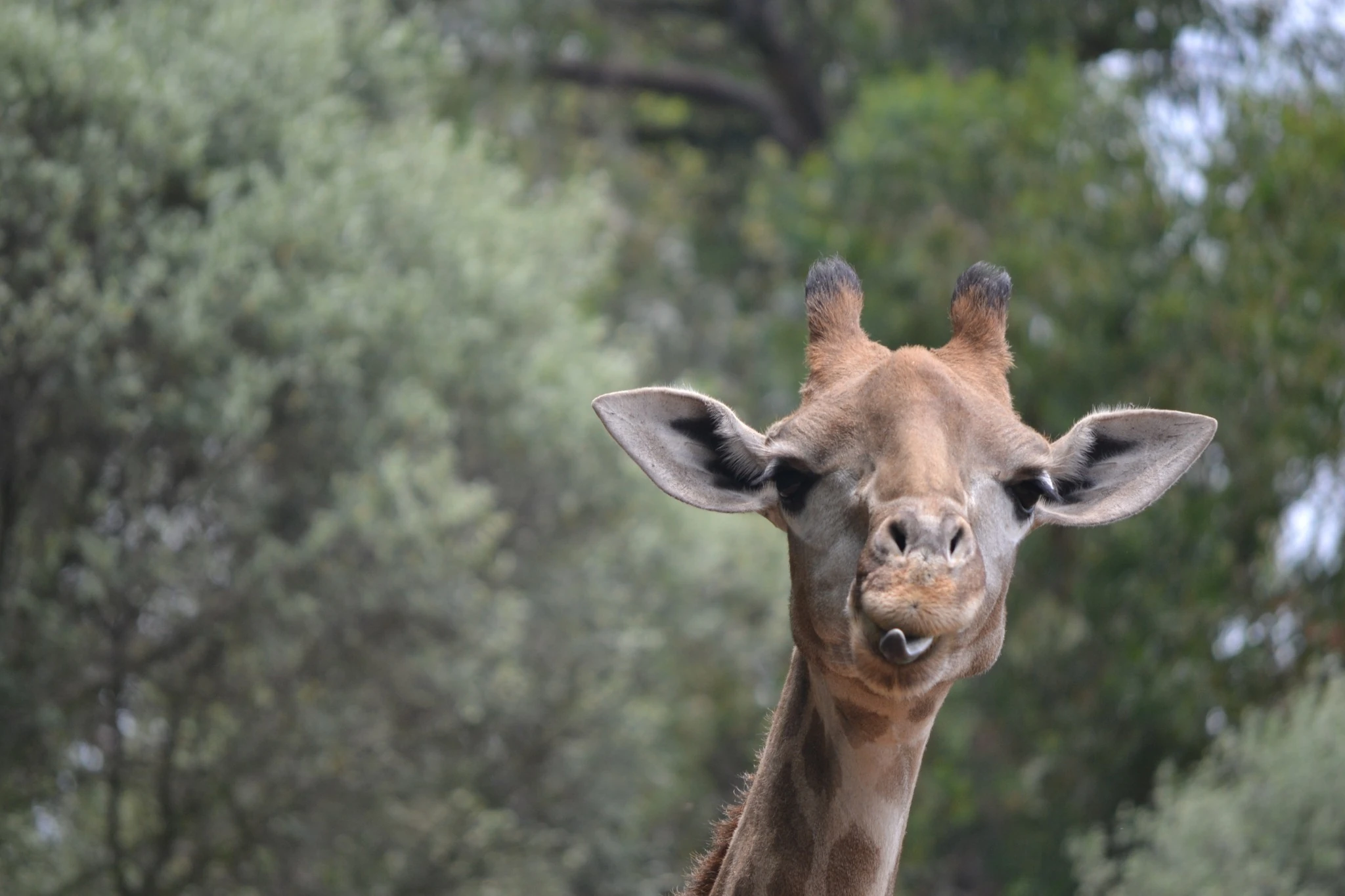 The Johannesburg Zoo