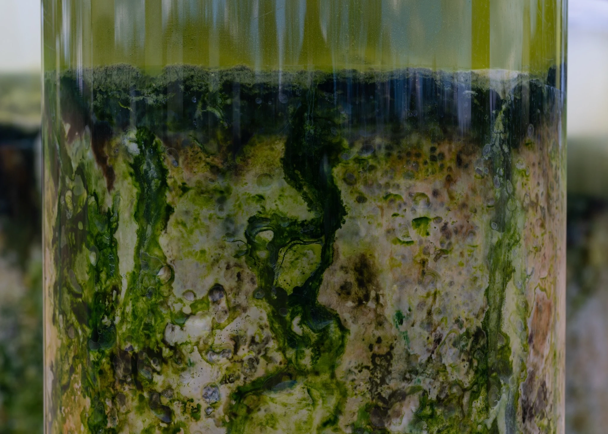 Anicka Yi, Message from the Mud (detail) , 2026. Courtesy the artist and Gladstone Gallery. Installation view at Storm King Art Center, Mountainville, NY.