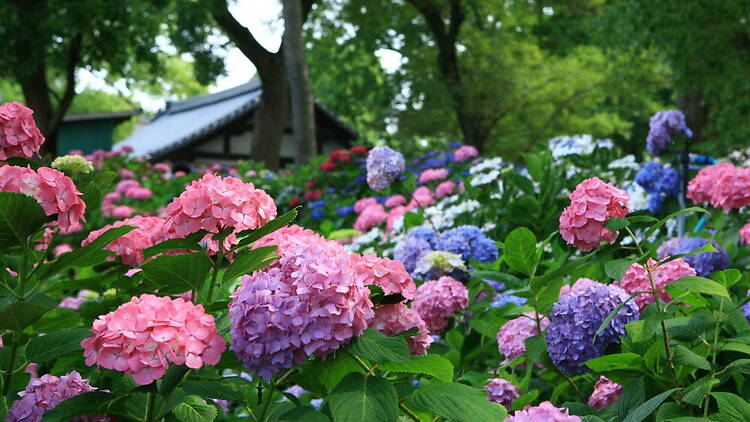 Hydrangea Festival at Fujinomori Shrine, Kyoto Hydrangea Festival at Fujinomori Shrine, Kyoto