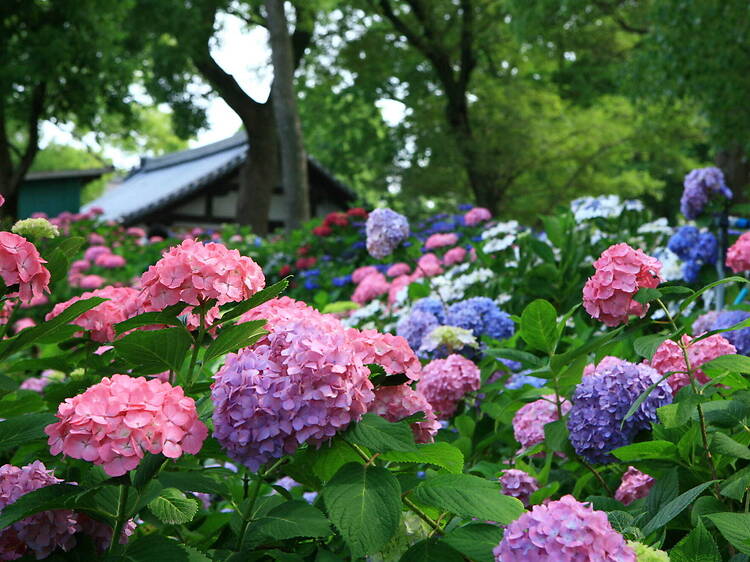 Hydrangea Festival at Fujinomori Shrine, Kyoto Hydrangea Festival at Fujinomori Shrine, Kyoto