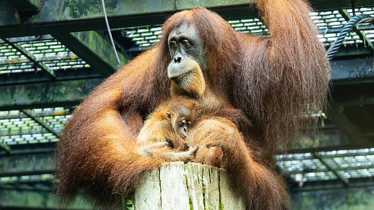 At eight weeks old, Ayaan is growing stronger each day and stays close to mum