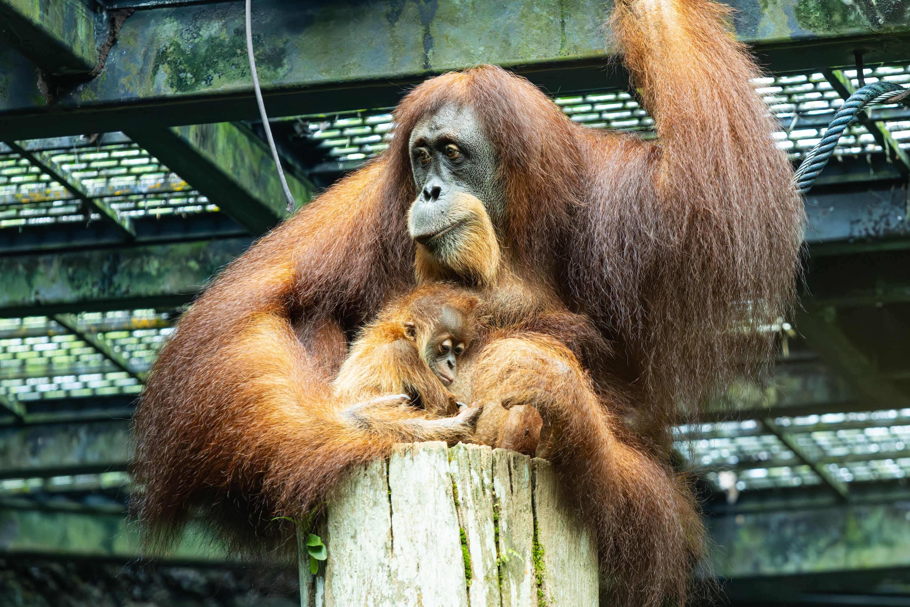 Say hello to Ayaan – Mandai’s newborn Sumatran orangutan with an extraordinary birth story